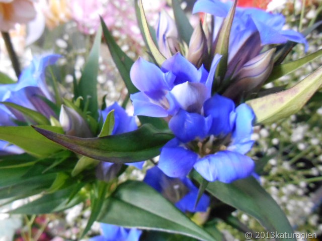 紺色リンドウ １０月 天王寺区 西成区 花屋 花の贈り物 葛城園