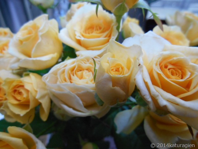 クリーム色のミニバラ １月 天王寺区 西成区 花屋 花の贈り物 葛城園