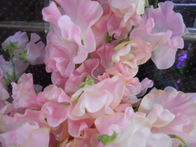 ピンクのスイートピー １月 天王寺区 西成区 花屋 花の贈り物 葛城園