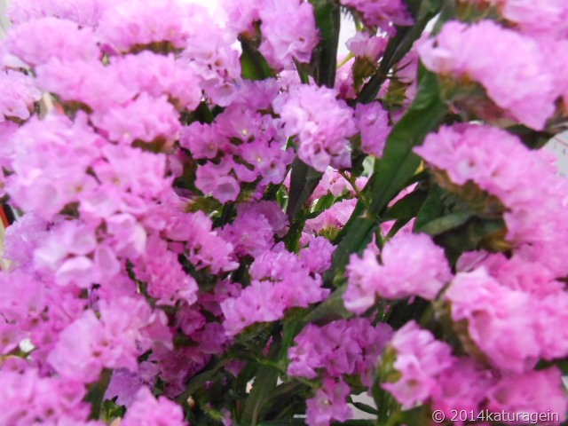 ピンクのスターチス １月 天王寺区 西成区 花屋 花の贈り物 葛城園