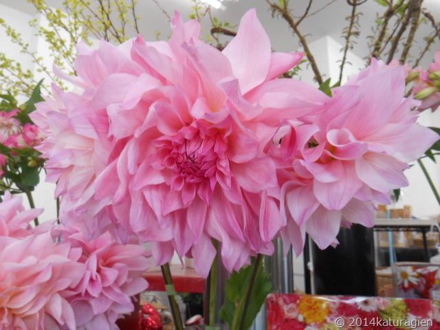 ピンクの大輪ダリア ４月 天王寺区 西成区 花屋 花の贈り物 葛城園