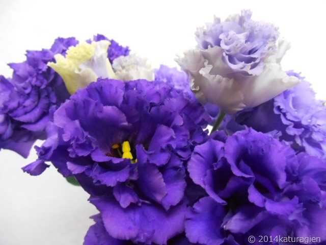 紫トルコキキョウ ６月 天王寺区 西成区 花屋 花の贈り物 葛城園