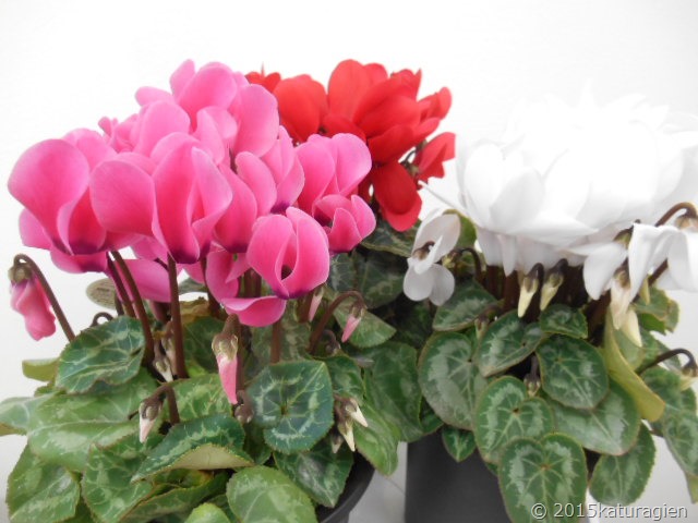 春まで楽しめるシクラメン １１月 天王寺区 西成区 花屋 花の贈り物 葛城園